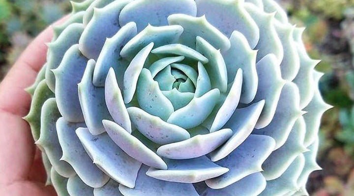 Echeveria Lola  Botanical Bright
