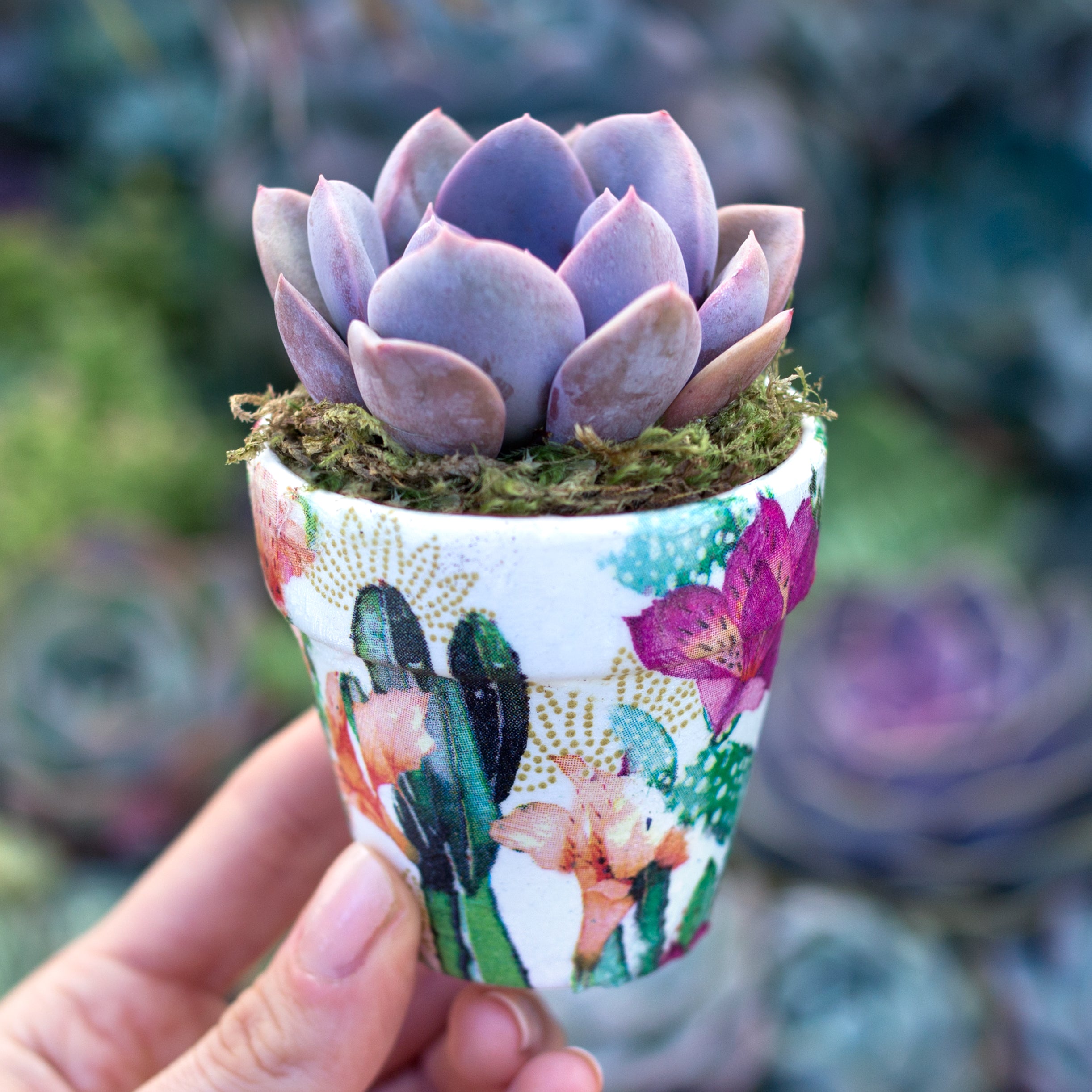 DIY Decoupage Terracotta Pots  Botanical Bright