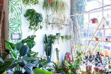 Wildflora - An Adorable Plant & Floral Shop in Studio City, CA