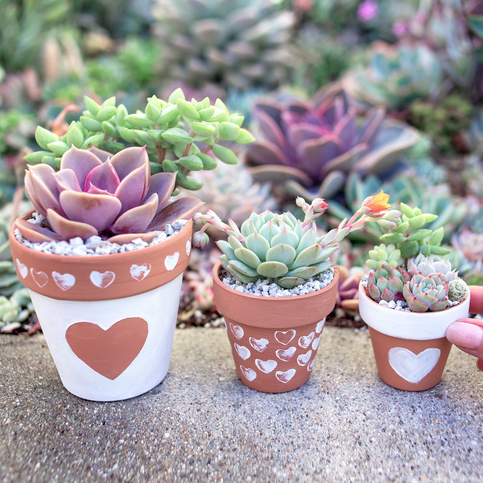Valentine's Day DIY - Painted Terra Cotta Pots  Botanical Bright