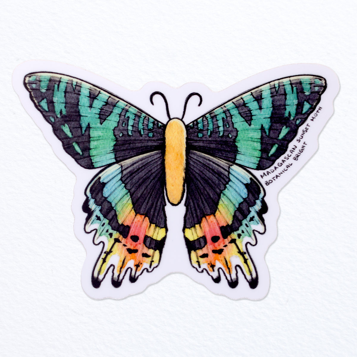 LARGE Madagascar Moon Moth Sticker