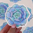 Load and play video in Gallery viewer, Succulent Echeveria Lola Waterproof Vinyl Sticker