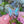Bluebottle Butterfly Enamel Pin