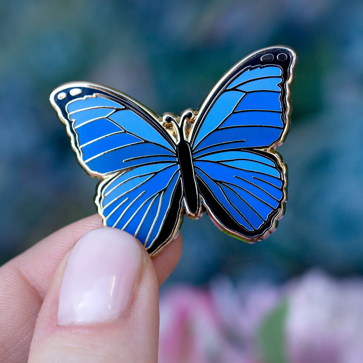 blue morpho butterfly pictures