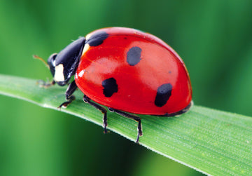 Ladybug Fun Facts!