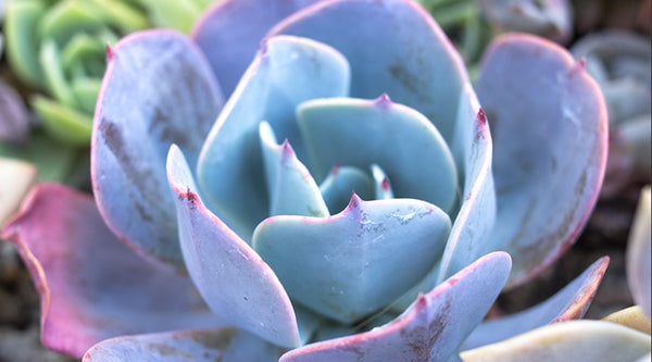 Echeveria 'Blue Sky'
