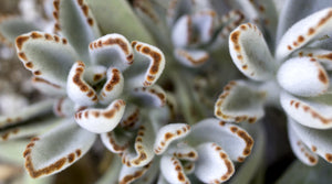 Kalanchoe Tomentosa