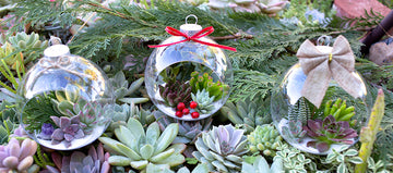 DIY TUTORIAL  - Succulent Holiday Ornaments!