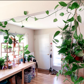 Train Your Trailing Plants with Removable Hooks