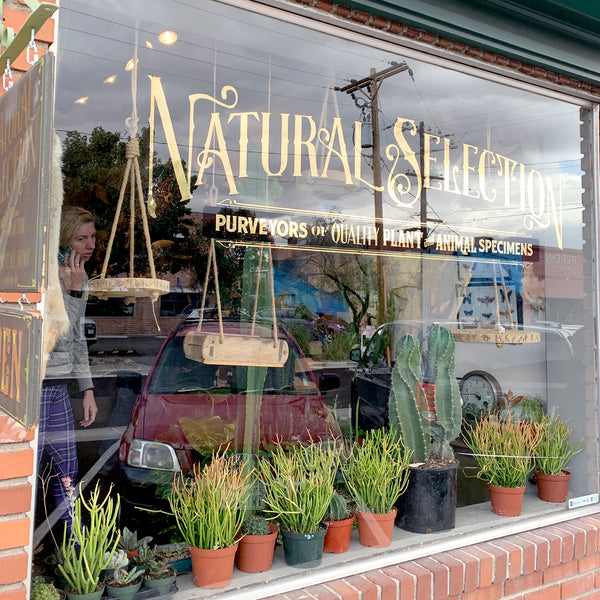 Plant Shopping in Reno, Nevada
