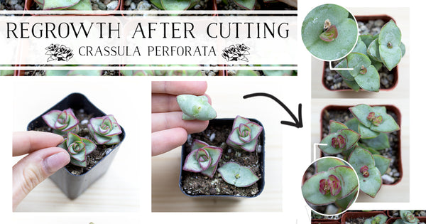 Regrowth After Cutting - Crassula Perforata