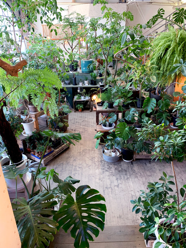 Cotoha - A Plant Lovers Dream in Kyoto, Japan!