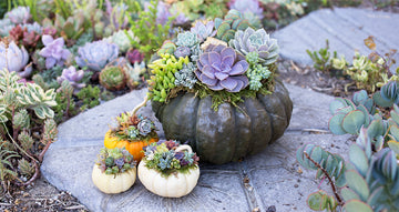 DIY - Succulent Pumpkins!