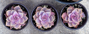 Perle Von Nurnberg