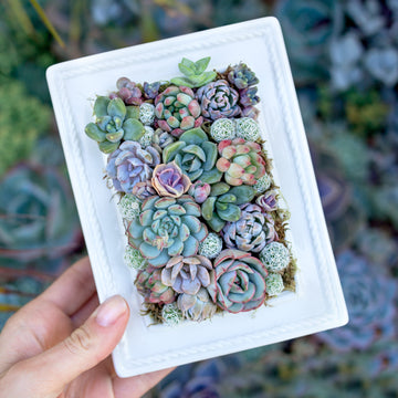 Plant Your Own Succulent Picture Frame