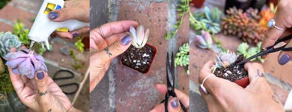 CUTTING & USING GLUE ON SUCCULENTS