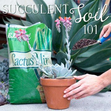 Succulent Soil 101