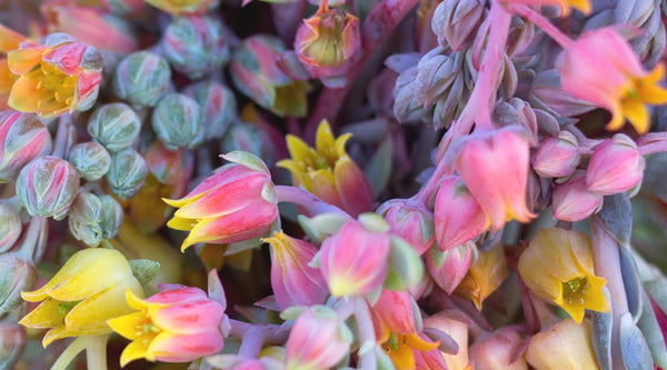 Succulent Blooms: To Trim or Not To Trim!