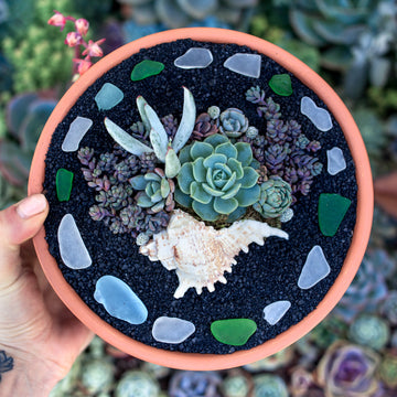 DIY - Succulent Shell in a Pot Arrangement