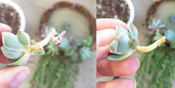 Taking Apart Your Living Succulent Dreamcatcher