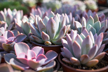 Succulent Workshop with Mike Pyle at Weidners Nursery