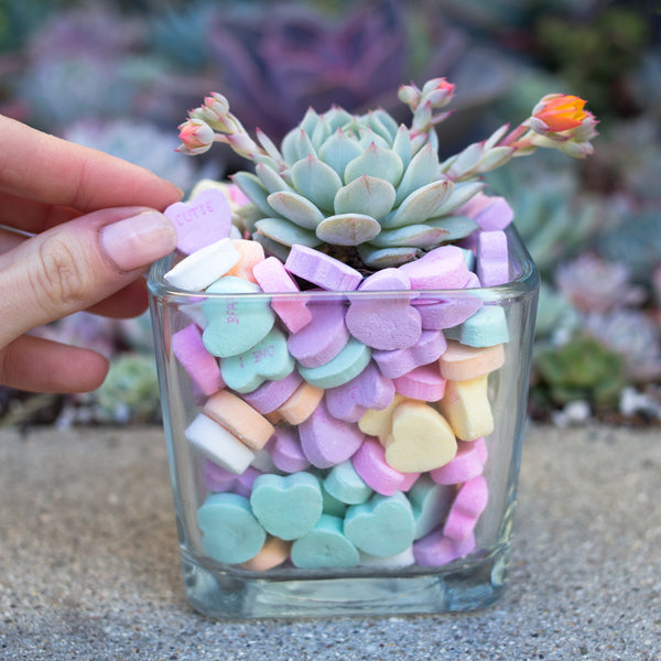Valentine's Day DIY - Candy Heart Center Piece