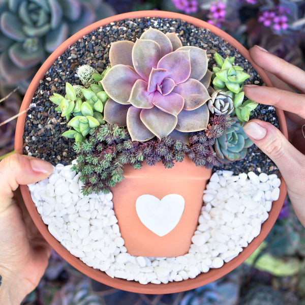 DIY Succulent 