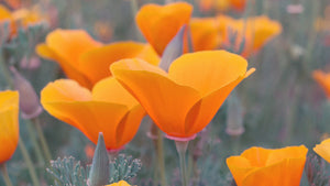 California
