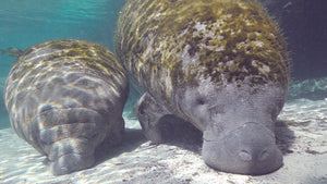 Florida