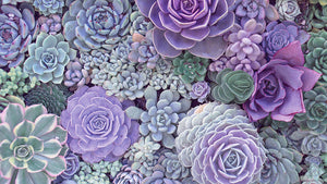 Succulent, Cacti & Plants