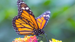 Butterflies, Moths & Bugs