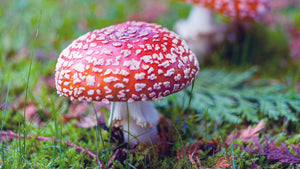 Mushrooms & Forest Critters