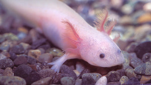 Reptiles and Amphibians