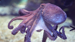 Coastal & Sea Creatures