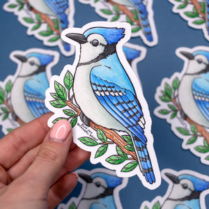 Blue Jay Waterproof Vinyl Sticker