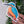 Kingfisher Waterproof Vinyl Sticker