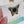 Madagascan Sunset Moth Enamel Pin