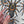 Tarantula Waterproof Vinyl Sticker