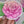 Camellia Flower Waterproof Vinyl Sticker