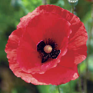 Red Poppy Enamel Pin