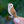Load image into Gallery viewer, Barn Owl Enamel Pin
