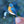 Load image into Gallery viewer, Bluebird Enamel Pin
