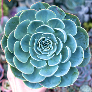 Imbricata Succulent Enamel Pin