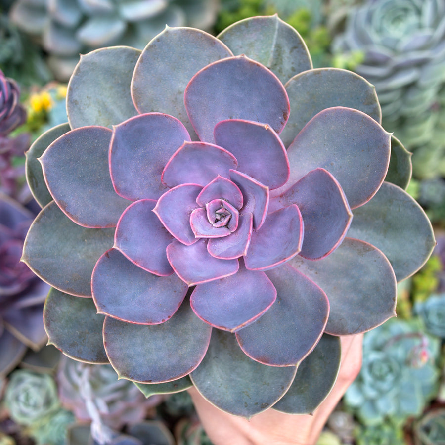 Perle Von Nurnberg Succulent Enamel Pin – Botanical Bright - Add a ...