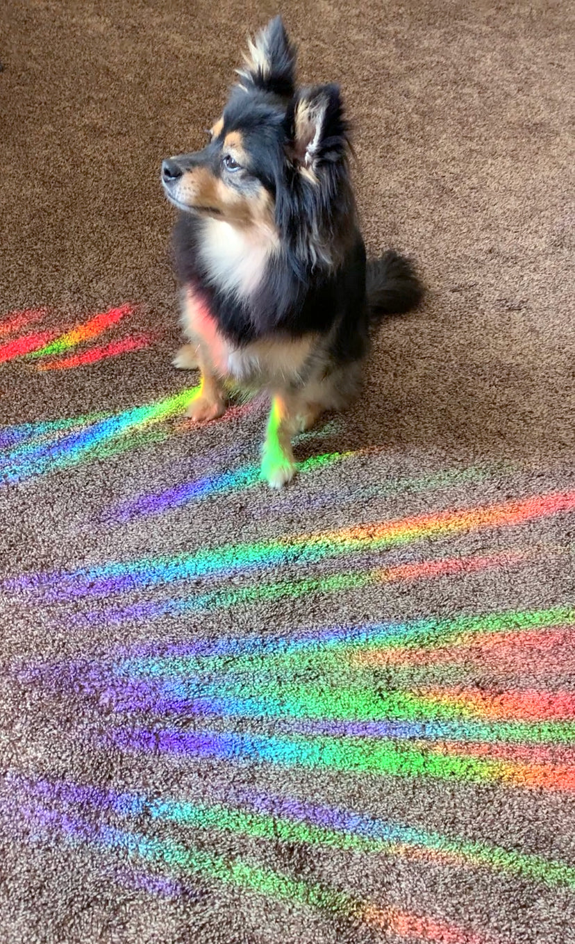 Cute Light Catching Rainbow Maker Sticker, Rainbow Sun Catcher