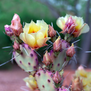 Opuntia Cactus Enamel Pin