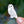 Load image into Gallery viewer, Snowy Owl Enamel Pin
